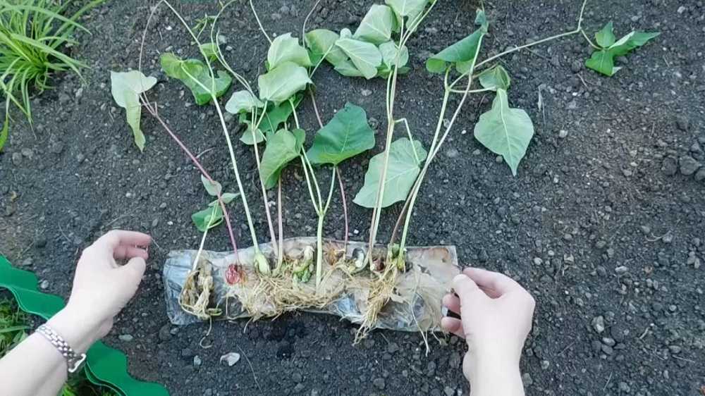 Долихос: выращивание из семян, когда и как сажать, необходимый уход (+ фото и видео)
