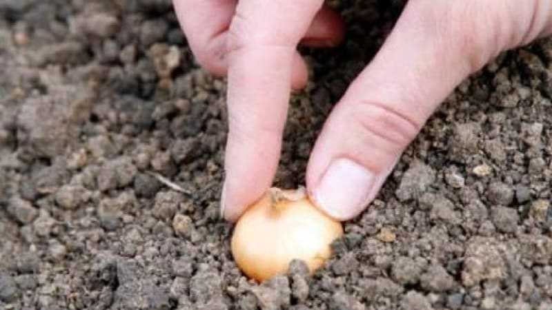 Чем укрыть чеснок на зиму от мороза: особенности посадки чеснока зимой, утепление грядок