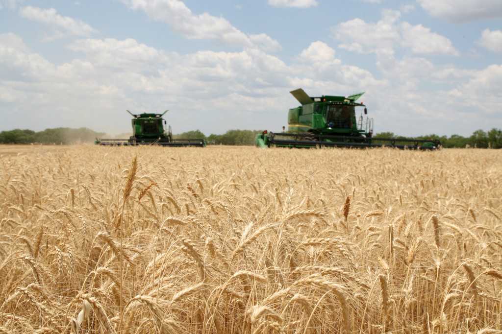 Когда сеют озимую пшеницу: норма расхода на 1 га в кг, лучшие сроки