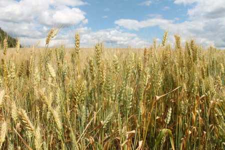 Характеристика и правила выращивания озимой пшеницы сорта алексеевич