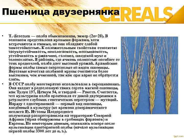 Пшеница: её производство, посев, обработка, сорта, урожайность, фазы роста и кущения, семена озимой пшеницы, подкормка и другие характеристики