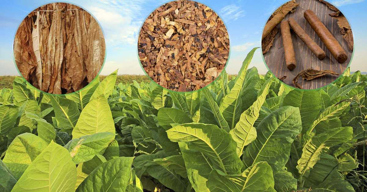 Табак курительный: выращивание семенами, сбор и хранение, фото