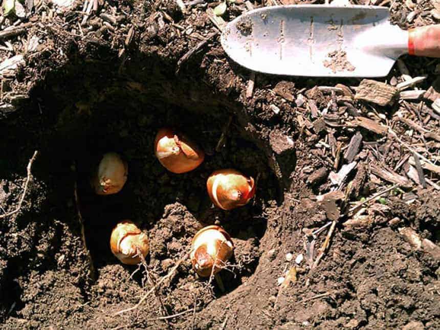 Когда и как правильно сажать тюльпаны осенью в открытый грунт: сроки и правила высадки луковиц