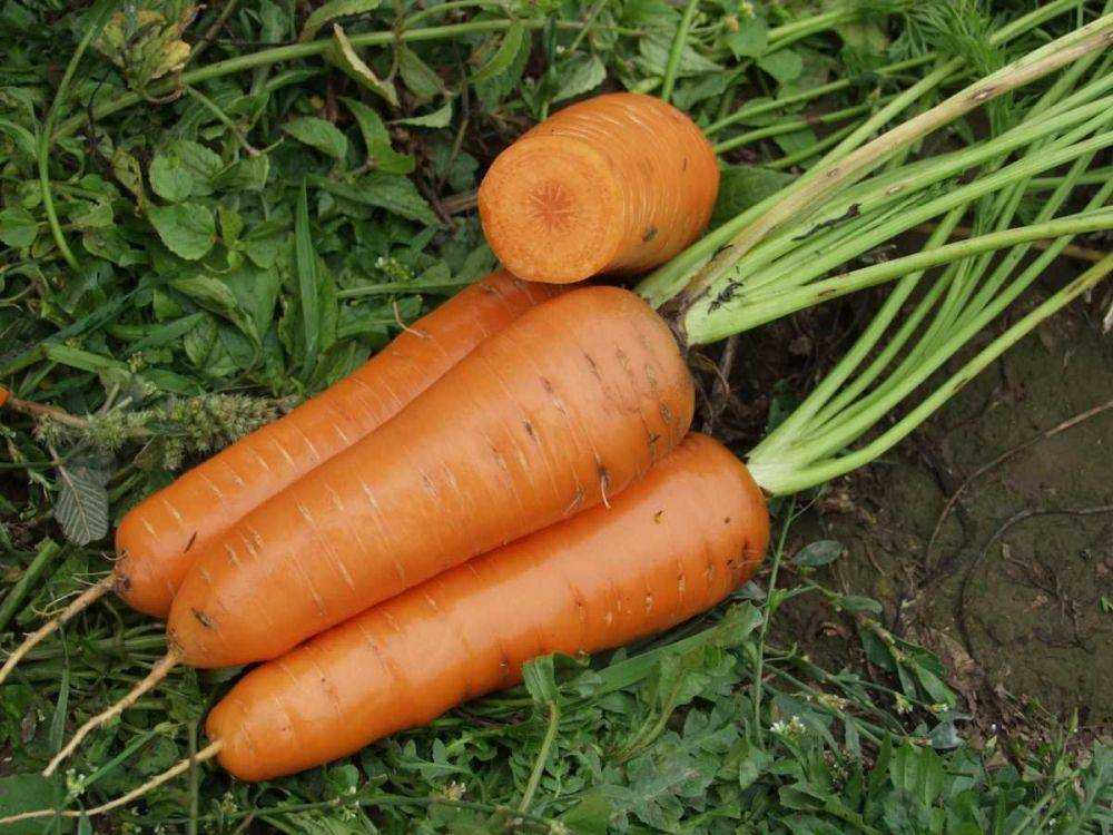 Описание, характеристика и особенности выращивания сорта моркови красный великан (роте ризен)