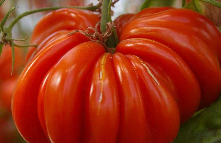 Томат гигант красный: характеристика и описание сорта, отзывы об урожайности помидоров, фото куста