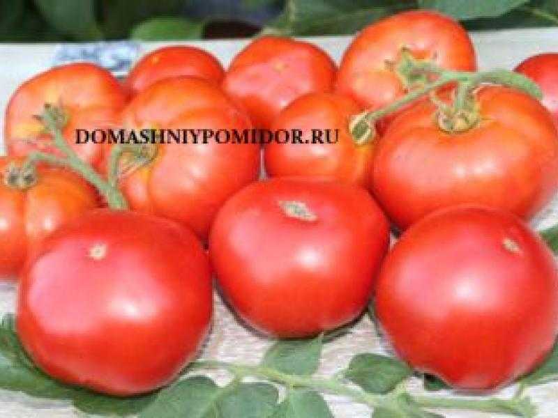Крупные сорта помидор для открытого грунта