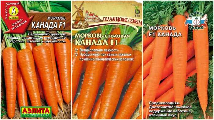 Морковь сорта осенний король: основные характеристики сорта, плюсовые качества, выращивание и уход, фото