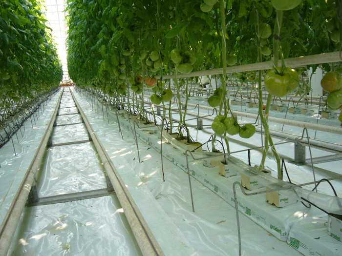 Выращивание петрушки в теплице: достоинства и недостатки, сроки, посадка и выращивание