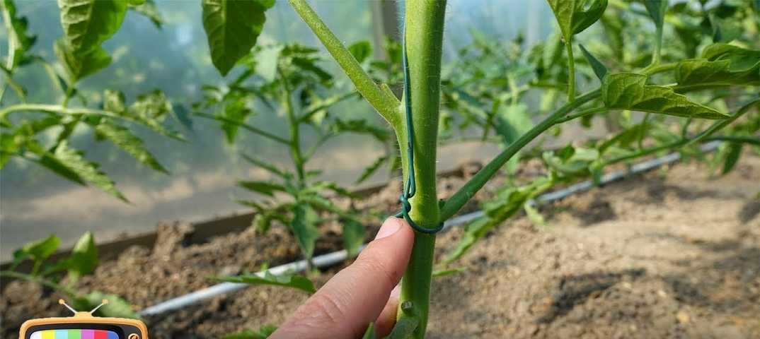 Фото как правильно подвязать помидоры в теплице