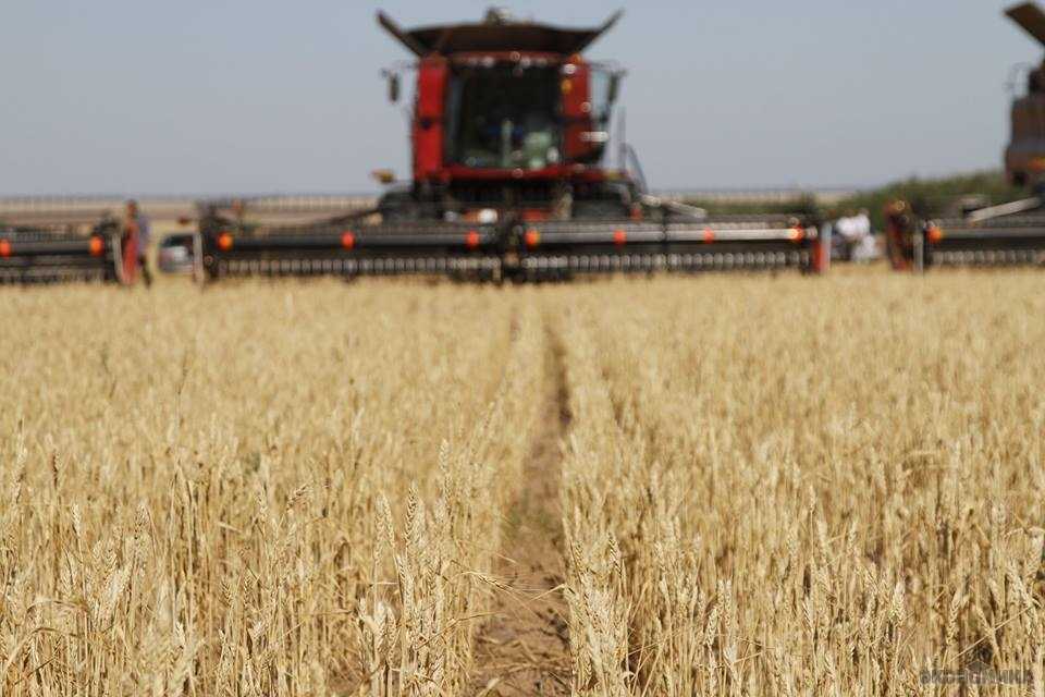 Как сеять пшеницу: технология возделывания озимых и яровых сортов