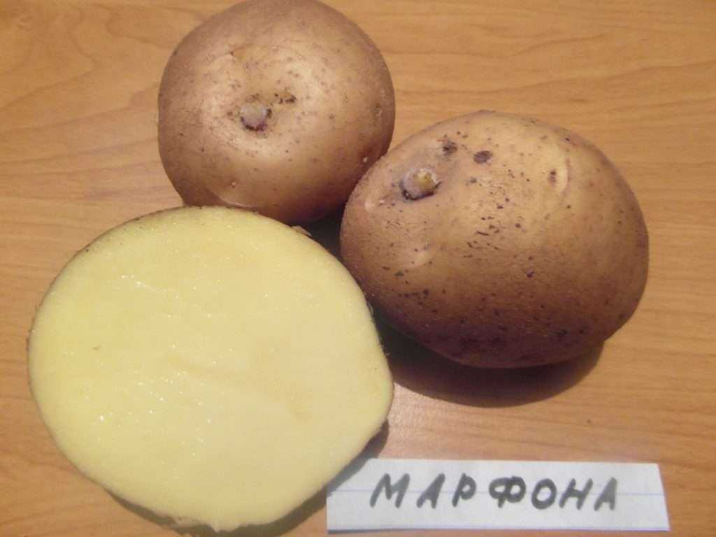 Сорта картофеля для алтайского края с желтой мякотью фото и описание