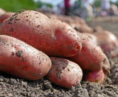 Описание сорта картофеля джелли — особенности выращивания