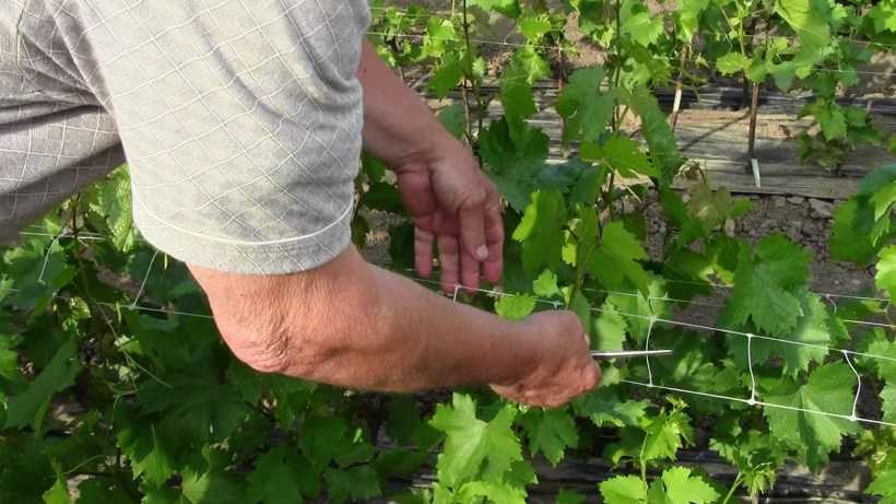 Размножение винограда черенками зимой — как подготовить саженцы к посадке в домашних условиях