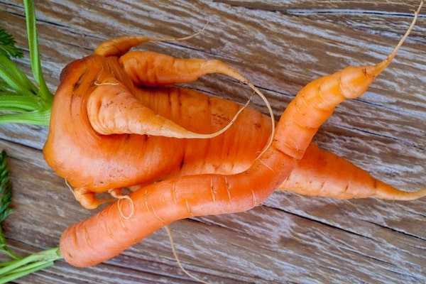 Почему морковь корявая и рогатая: причины проблемы и решение | фазенда рф