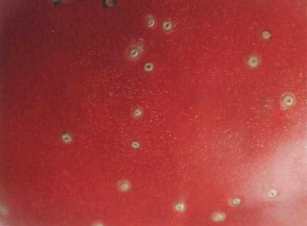 Бактериальный рак плодовых