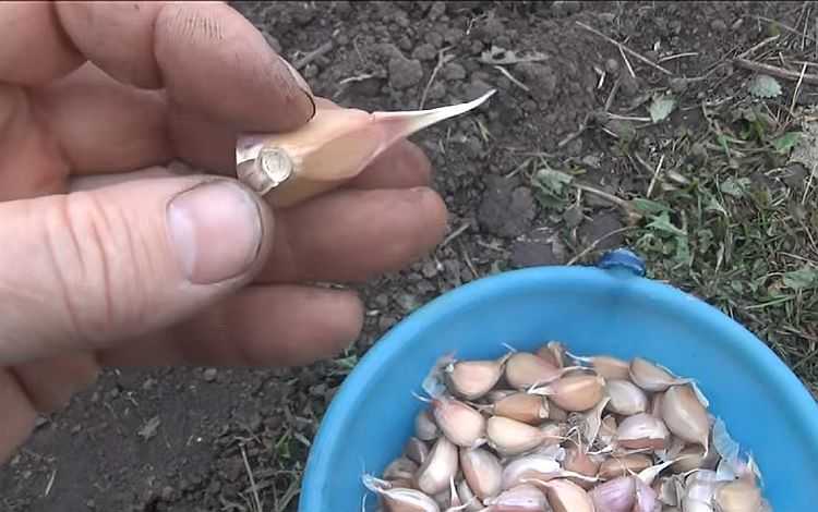 Выращиваем чеснок из бульбочек