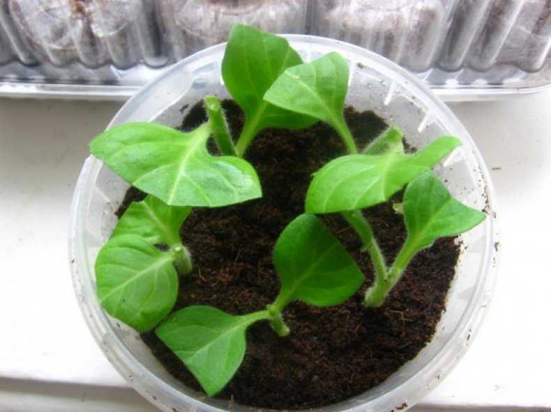 О размножении петунии черенками: сорта вегетативного растения, как укоренить