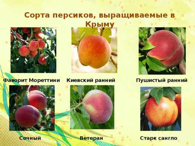 Укрытие персика на зиму в подмосковье