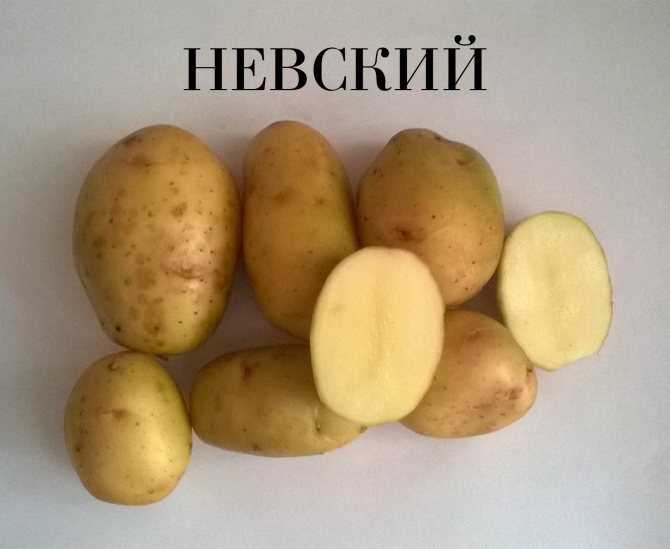 Картофель эволюшн: описание сорта, фото и отзывы дачников о семенах, характеристика, вкусовые качества, сроки созревания и хранения