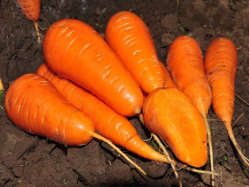 Морковь канада f1: описание, подробная характеристика, отличительные особенности, история происхождения, преимущества и недостатки и правила выращивания культуры русский фермер