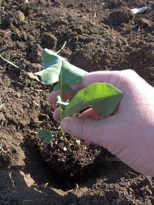 Цветная капуста: выращивание и уход в открытом грунте и теплице, сроки и правила посадки