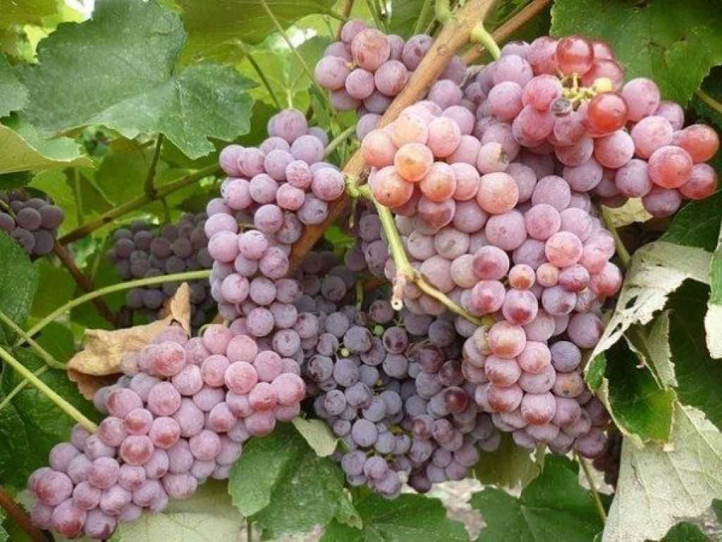 Неукрывной виноград для подмосковья – удачные сорта