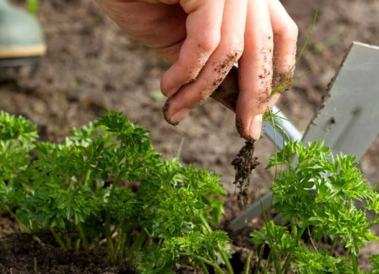 Выращивание в теплице петрушки зимой: подробная инструкция