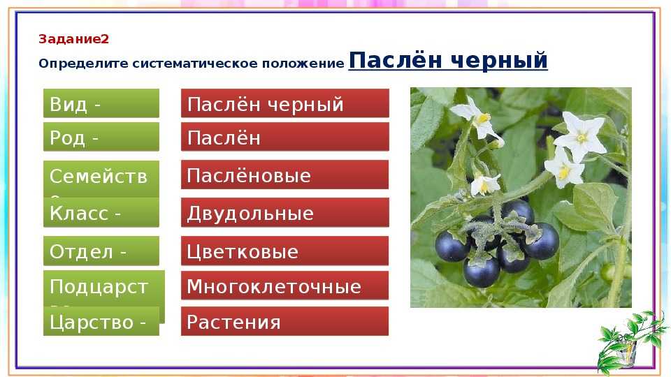 Семейство пасленовых: характеристики, описание и особенности - sadovnikam.ru