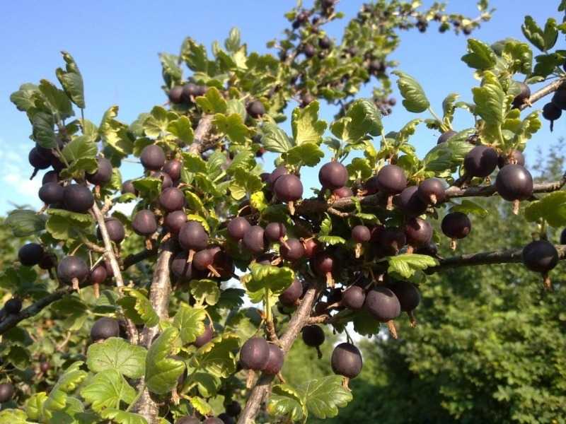 Крыжовник, смородина: компаньоны и хорошие соседи кустарников