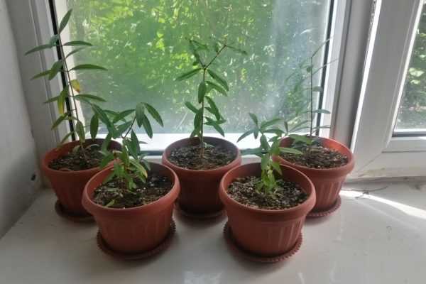 Комнатный гранат: уход, в том числе в домашних условиях, как вырастить растение из семечка, инструкция по выращиванию из семян