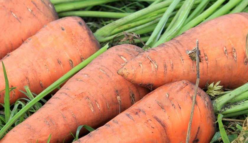 Лучшие сорта моркови для подмосковья – секреты щедрого урожая