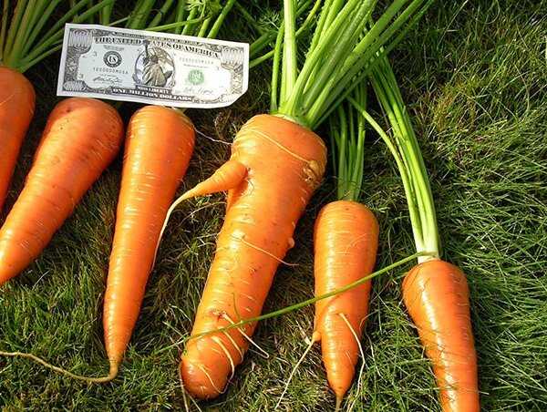 Почему свежая морковь горчит. 5 причин горечи моркови и 4 способа ее предотвратить | дачная жизнь