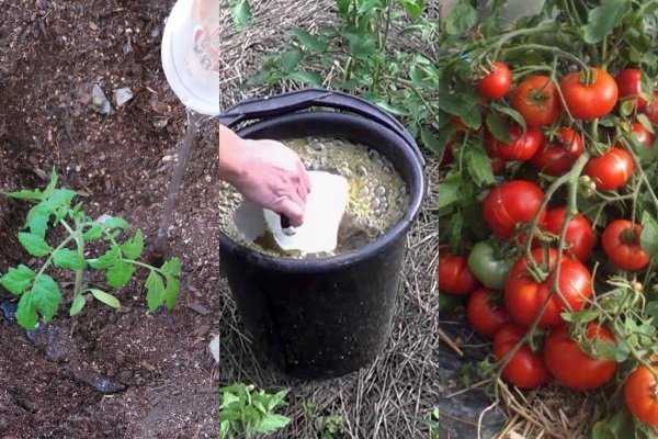 Как выбрать самое лучшее удобрение для рассады и тепличных томатов и не ошибиться: топ лучших средств  этого года