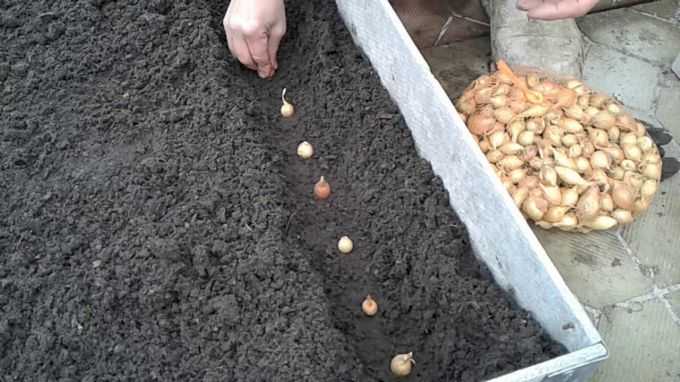 Как сажать лук севок под зиму? преимущества посева под зиму