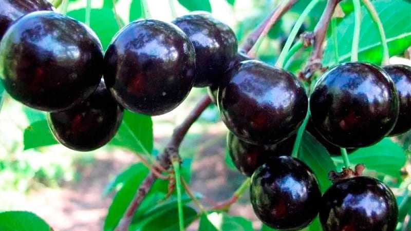 8 сортов вишни для сибири: зимостойкие на ножке, вкусные, крупные и сладкие