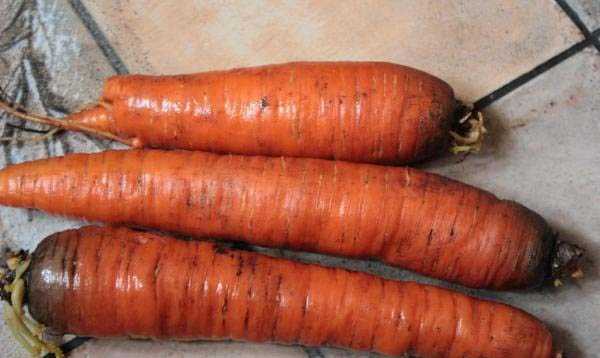 Королева осени: описание сорта моркови, характеристики, агротехника