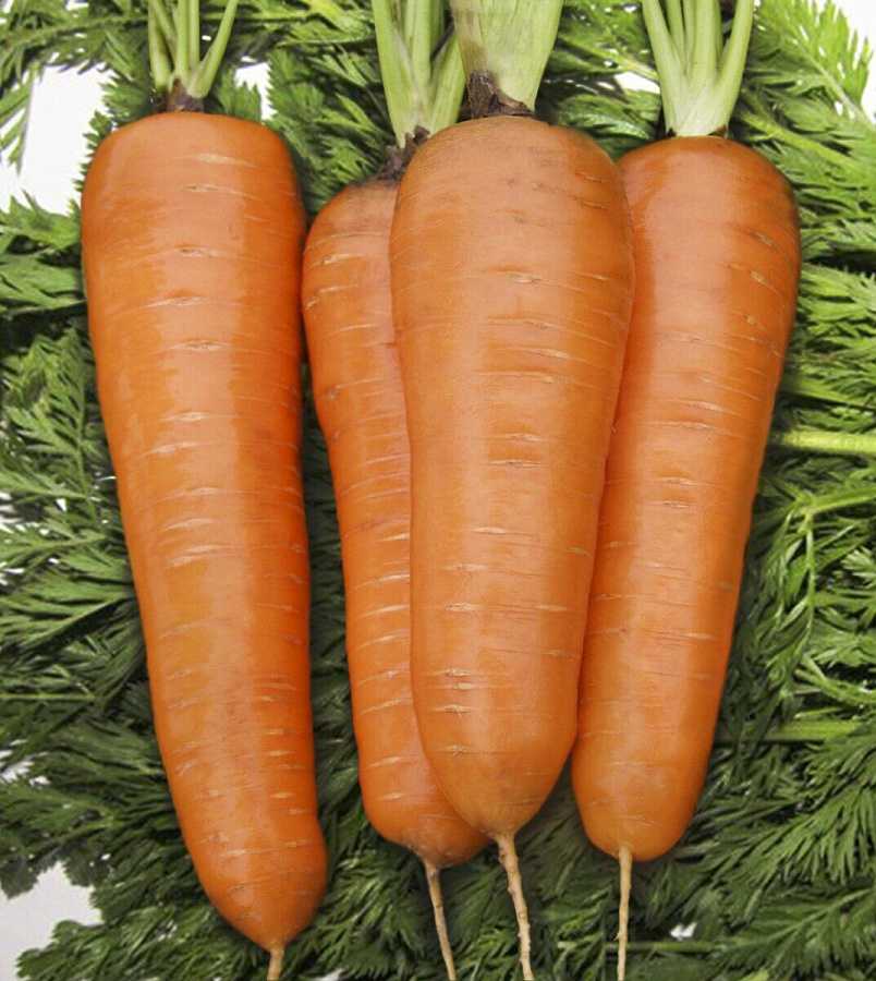 Шантанэ: описание сорта моркови роял, характеристики, агротехника