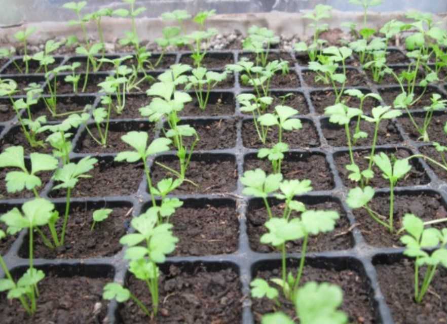 Выращивание корневого и черешкового сельдерея: от посева на рассаду до сбора урожая