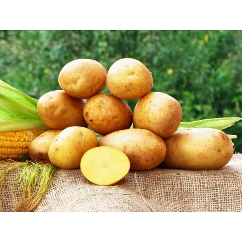 Картофель джелли: забытый вкус детства