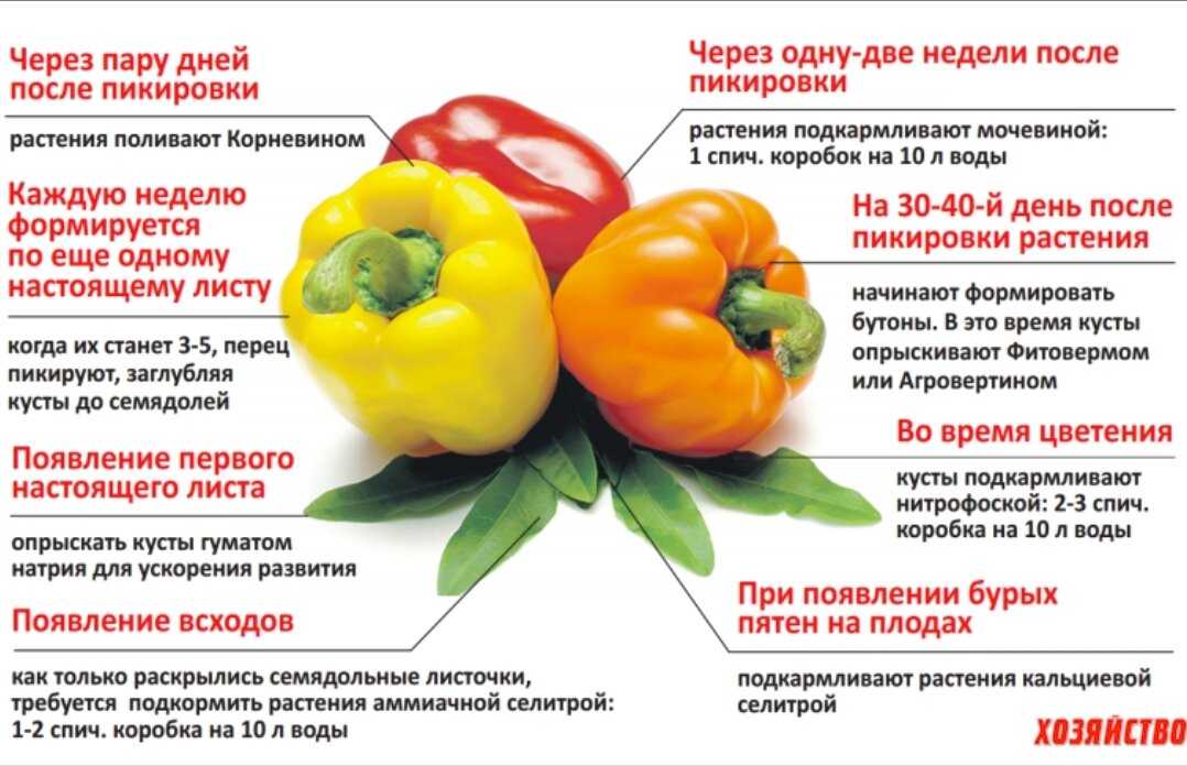 Чем полить перец, чтобы лучше рос? как подкормить для роста народными средствами? чем поливать в теплице и открытом грунте болгарский перец?