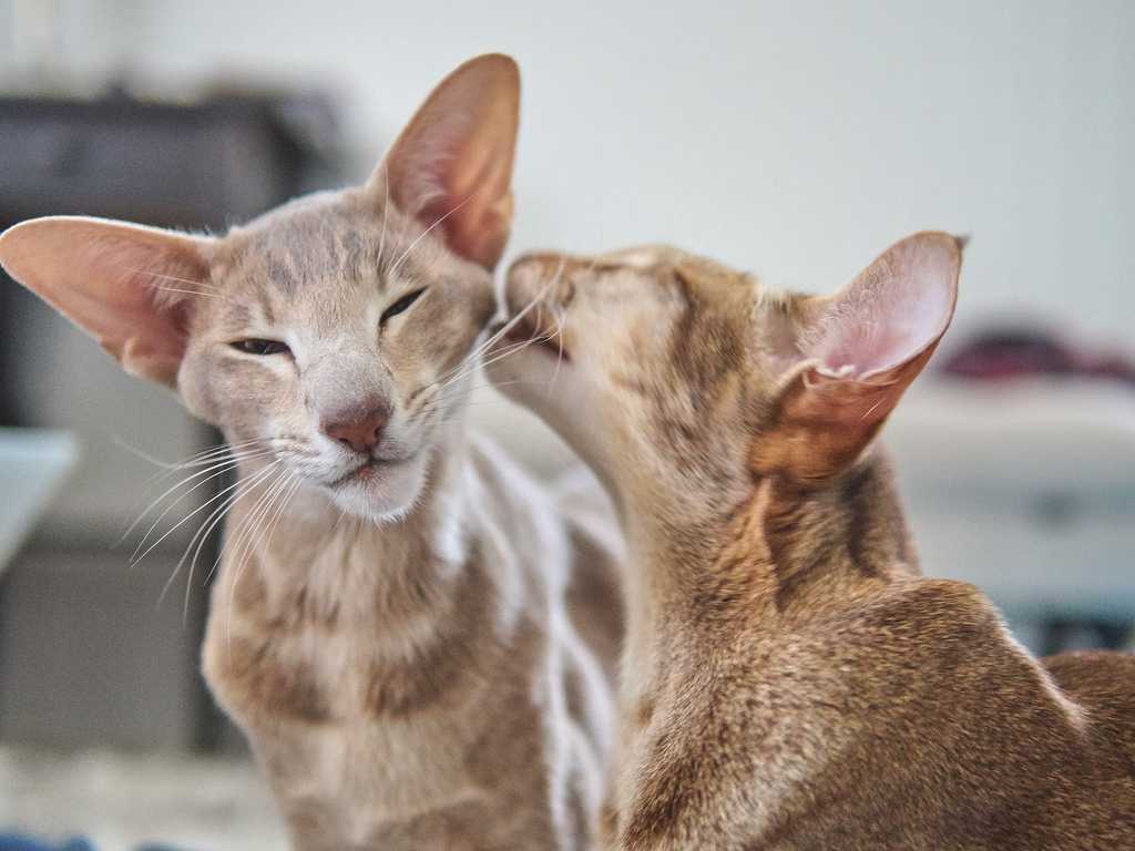 Фото кошек ориенталы