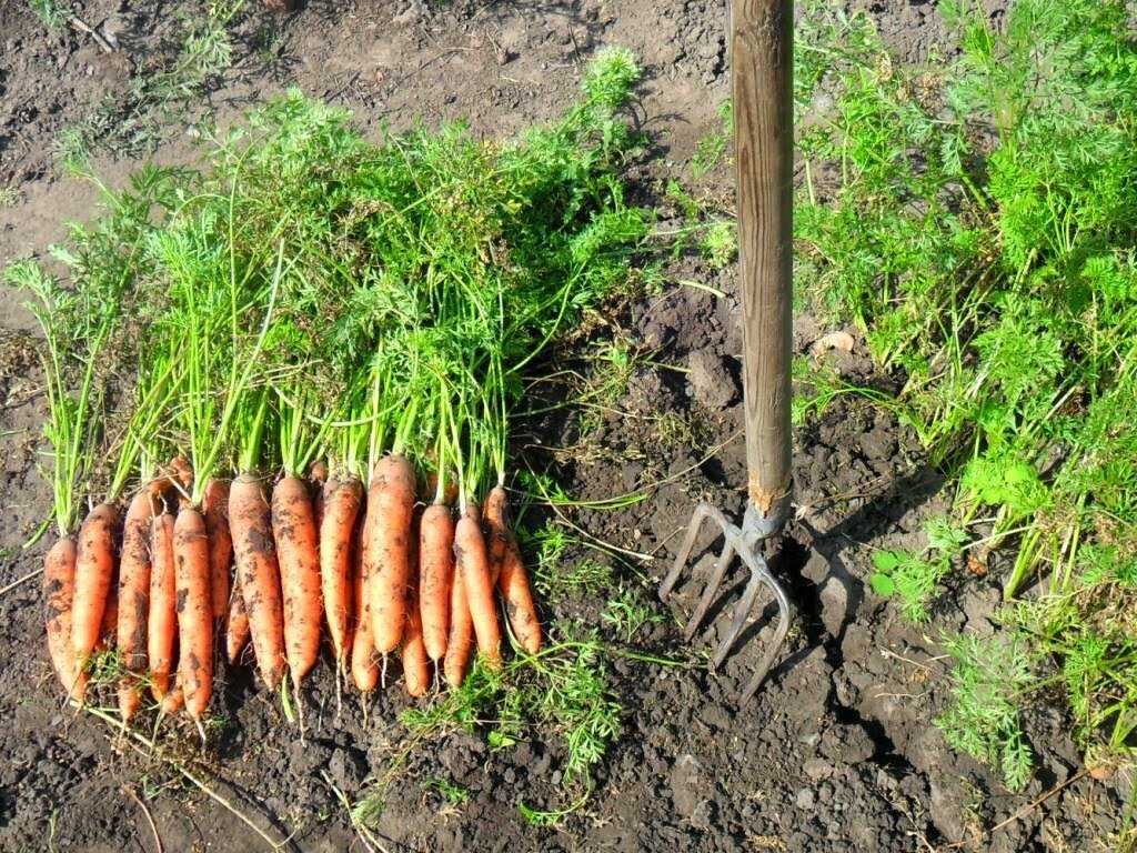 Несколько секретов, как подготовить морковь к хранению на зиму