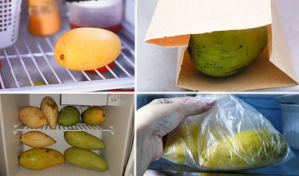 Как хранить манго в домашних условиях, в холодильники чтобы оно дозрело и не испортилось
