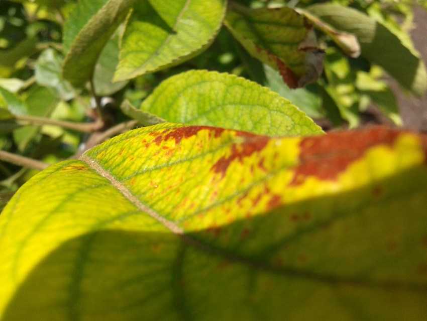 Почему желтеют листья яблони летом в июле 2021, что делать