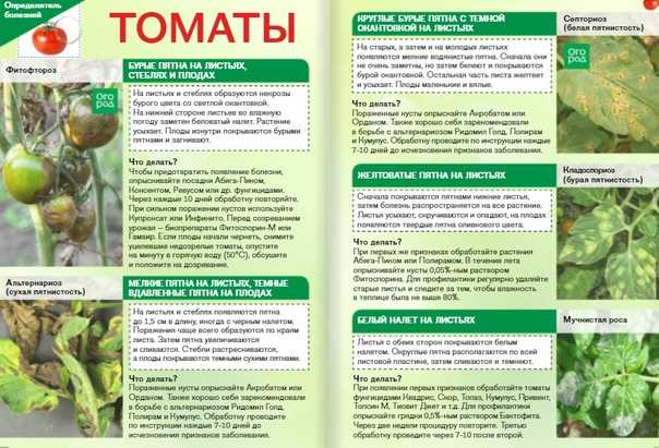 Вредители и болезни помидоров в теплице: признаки, методы борьбы с ними