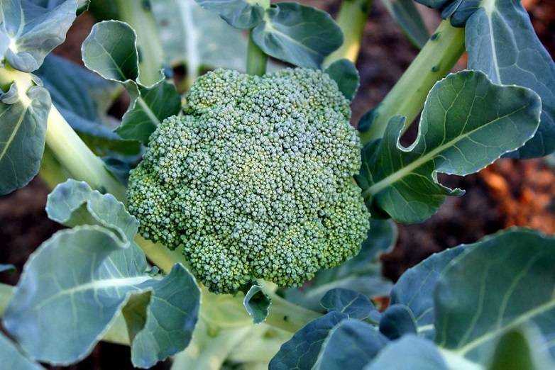 Агротехника выращивания капусты брокколи