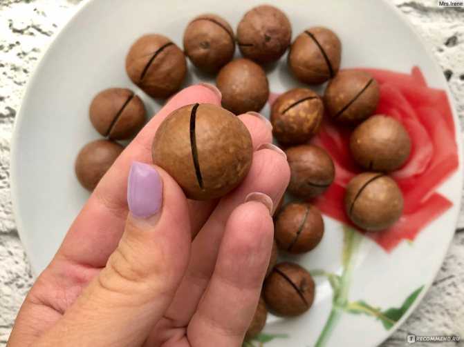 Скорлупа ореха макадамия — куда ее применить, рецепты настойки, поделки