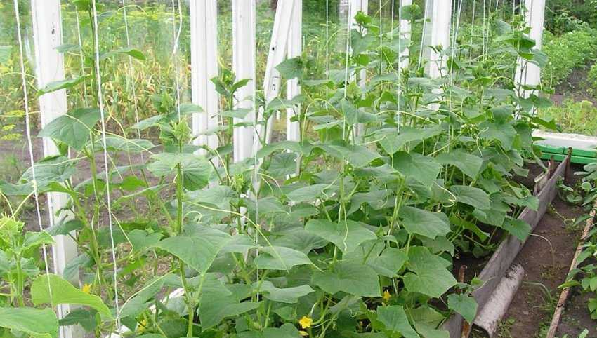 Выращивание баклажанов в теплице: уход, полив и формирование кустов