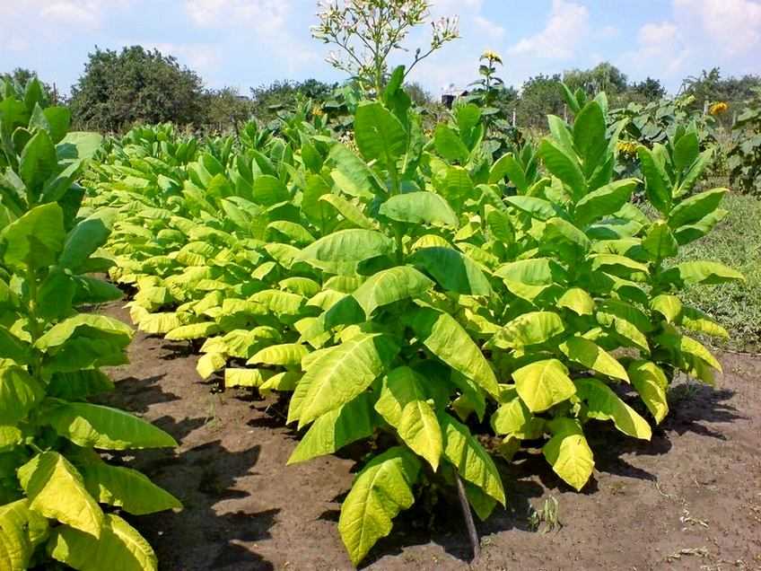 Выращивание табака на огороде для курения в домашних условиях | домашняя ферма