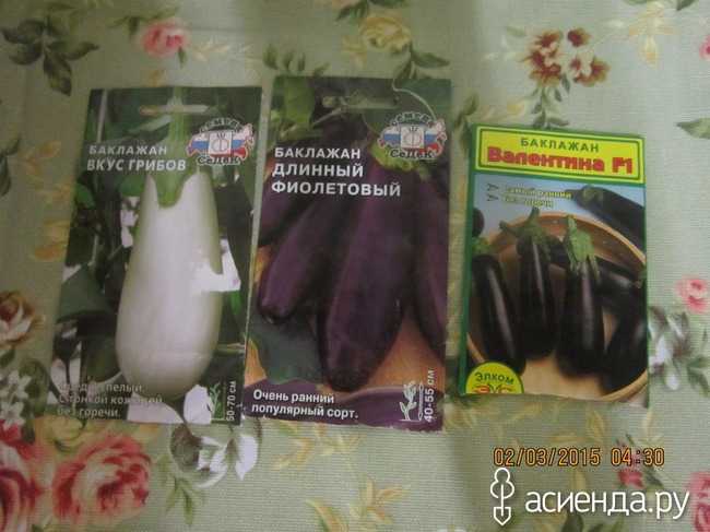 Сорт баклажан вкус грибов, описание, характеристика и отзывы, а также особенности выращивания